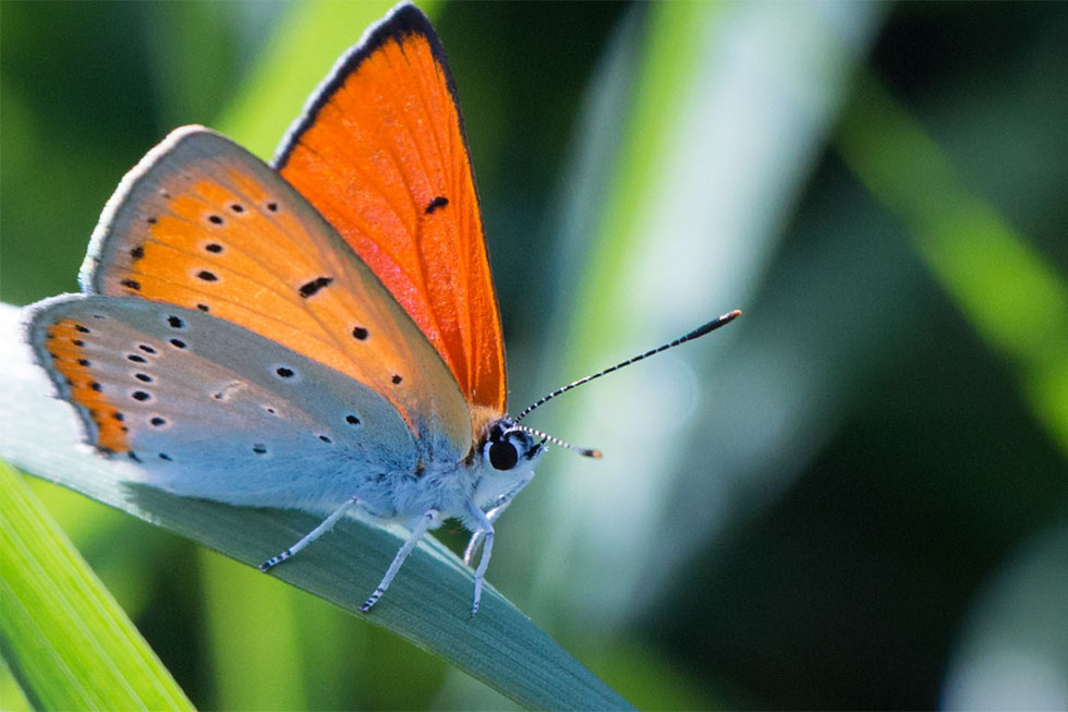 Atlas de la Biodiversité Communale