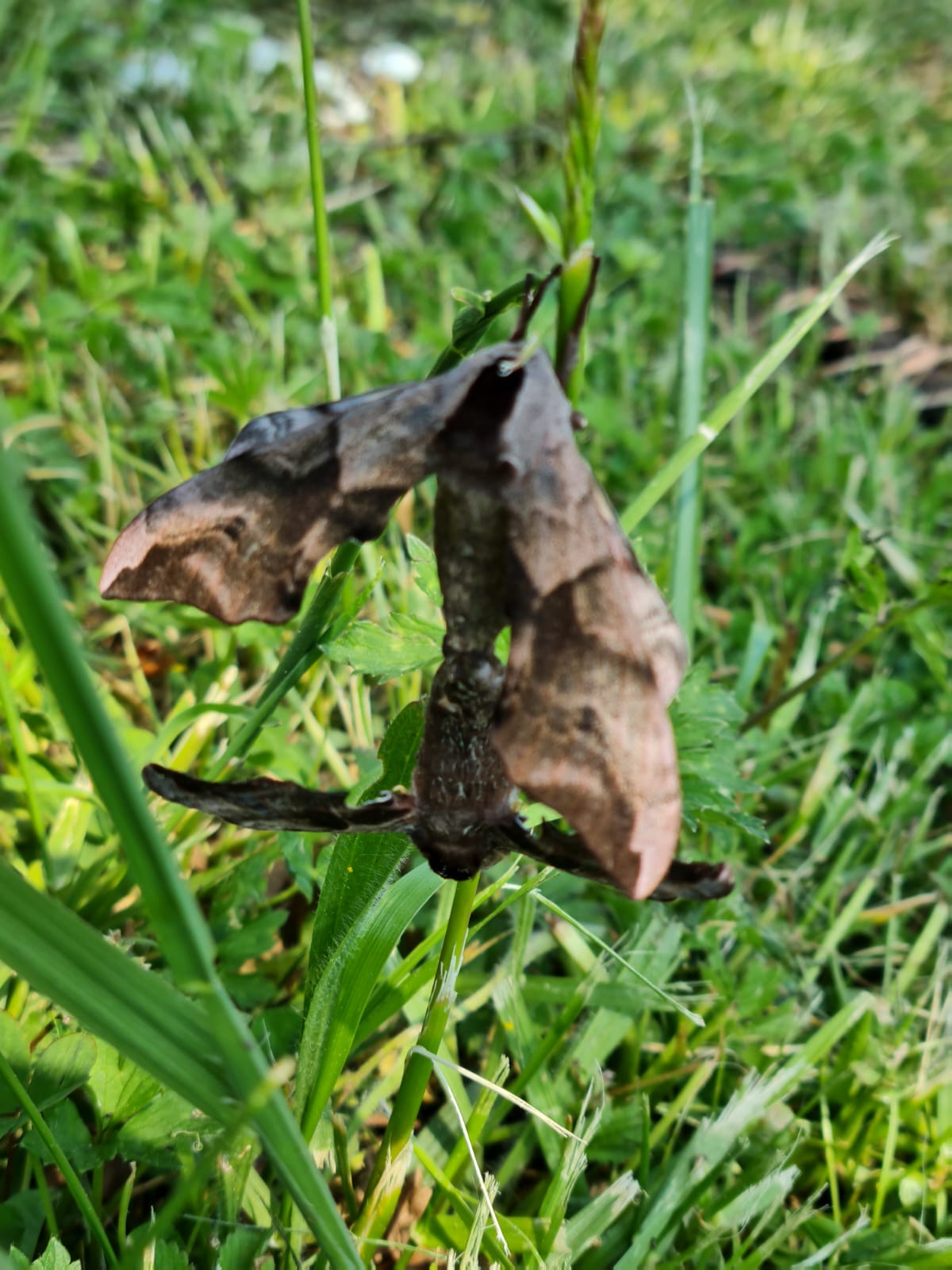 Biodiversité