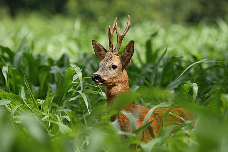 ACCA  - Association Communale de Chasse Agréée